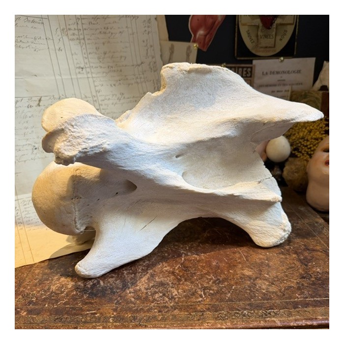 Giraffe vertebra - With CITES license - Giraffa camelopardalis