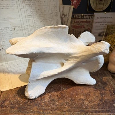 Giraffe vertebra - With CITES license - Giraffa camelopardalis