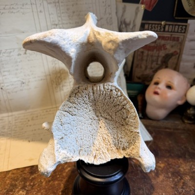 Giraffe vertebra - With CITES license - Giraffa camelopardalis