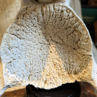 Giraffe vertebra - With CITES license - Giraffa camelopardalis