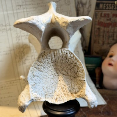 Giraffe vertebra - With CITES license - Giraffa camelopardalis