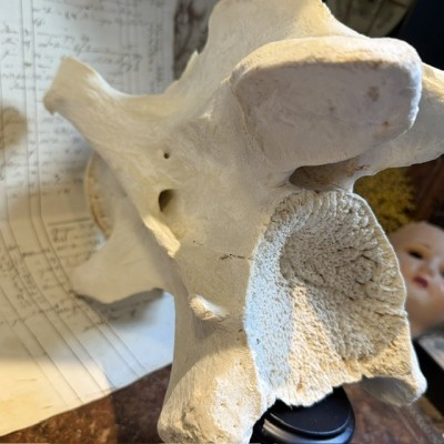 Giraffe vertebra - With CITES license - Giraffa camelopardalis