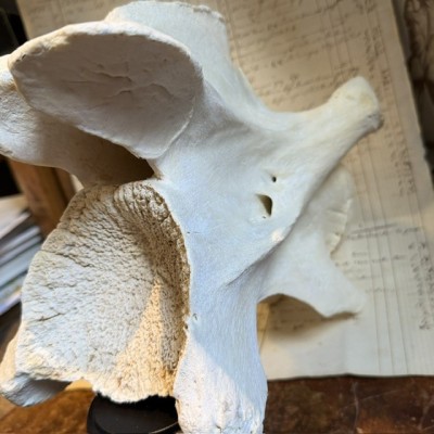 Giraffe vertebra - With CITES license - Giraffa camelopardalis