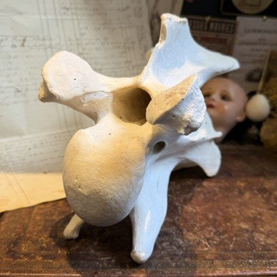 Giraffe vertebra - With CITES license - Giraffa camelopardalis