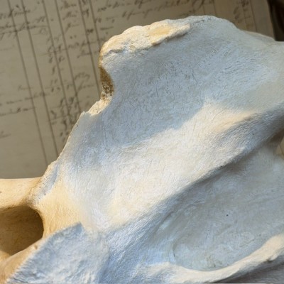 Giraffe vertebra - With CITES license - Giraffa camelopardalis