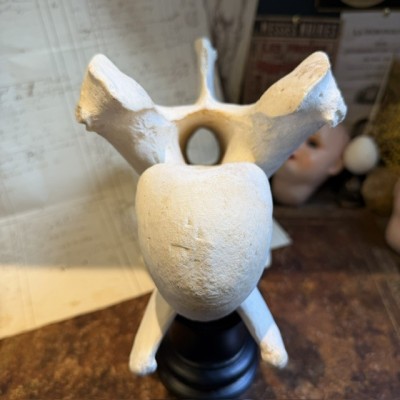 Giraffe vertebra - With CITES license - Giraffa camelopardalis