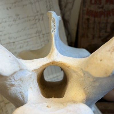 Giraffe vertebra - With CITES license - Giraffa camelopardalis