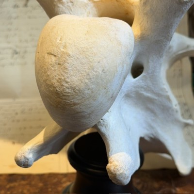 Giraffe vertebra - With CITES license - Giraffa camelopardalis