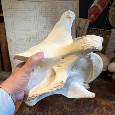 Giraffe vertebra - With CITES license - Giraffa camelopardalis
