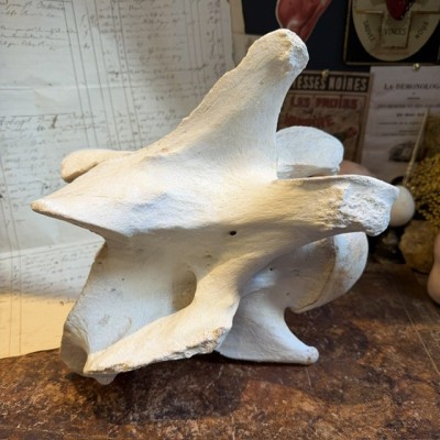 Giraffe vertebra - With CITES license - Giraffa camelopardalis