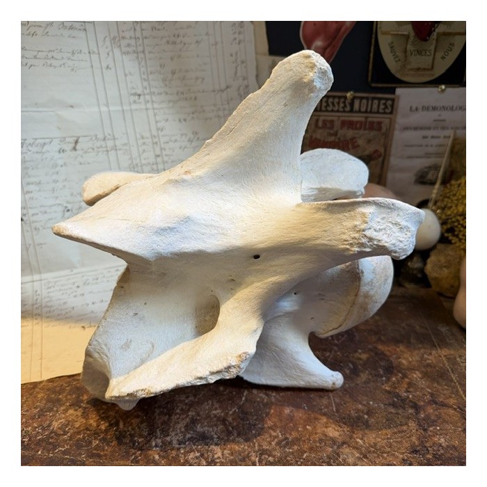 Giraffe vertebra - With CITES license - Giraffa camelopardalis