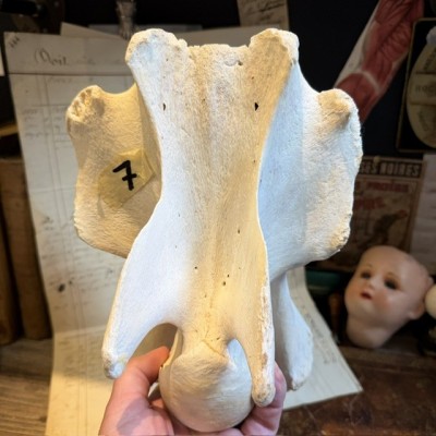 Giraffe vertebra - With CITES license - Giraffa camelopardalis