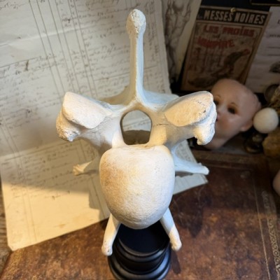 Giraffe vertebra - With CITES license - Giraffa camelopardalis