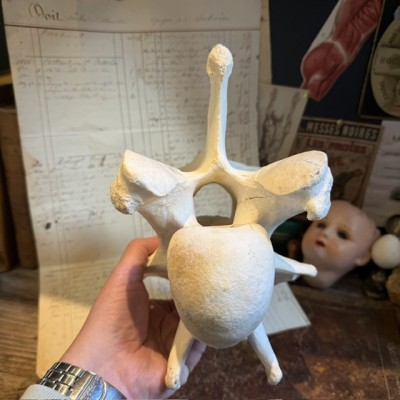 Giraffe vertebra - With CITES license - Giraffa camelopardalis