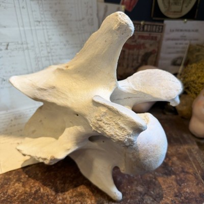 Giraffe vertebra - With CITES license - Giraffa camelopardalis