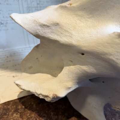 Giraffe vertebra - With CITES license - Giraffa camelopardalis