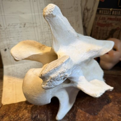 Giraffe vertebra - With CITES license - Giraffa camelopardalis