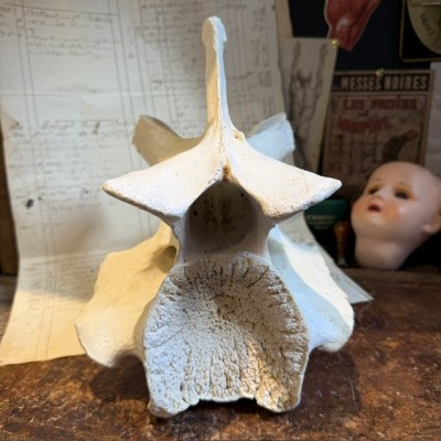 Giraffe vertebra - With CITES license - Giraffa camelopardalis