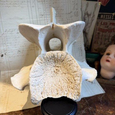 Giraffe vertebra - With CITES license - Giraffa camelopardalis