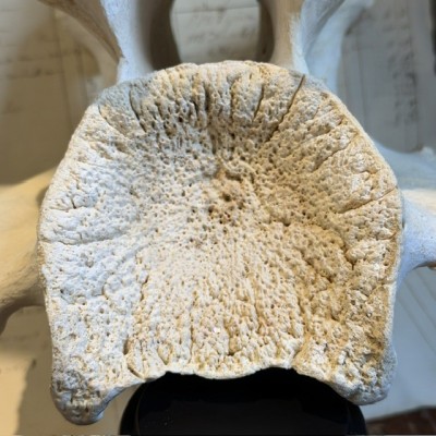 Giraffe vertebra - With CITES license - Giraffa camelopardalis