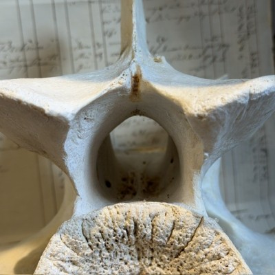 Giraffe vertebra - With CITES license - Giraffa camelopardalis