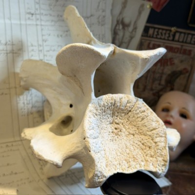 Giraffe vertebra - With CITES license - Giraffa camelopardalis