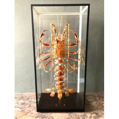 Langouste Royale de Bretagne - Eclaté à la Beauchêne sous vitrine