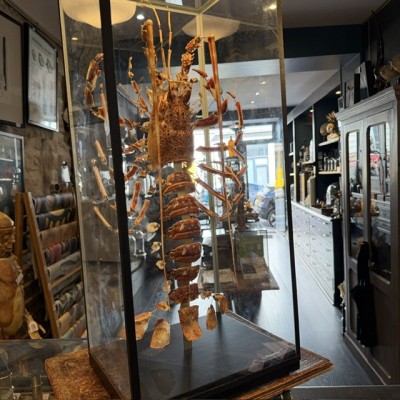Langouste Royale de Bretagne - Eclaté à la Beauchêne sous vitrine