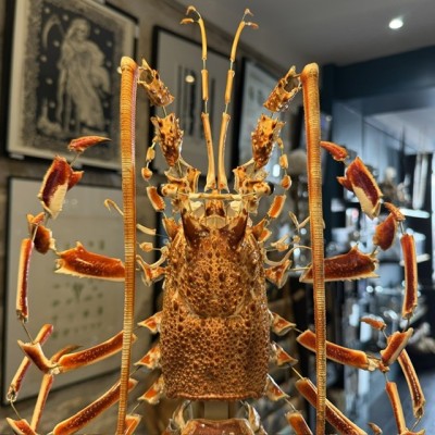 Langouste Royale de Bretagne - Eclaté à la Beauchêne sous vitrine