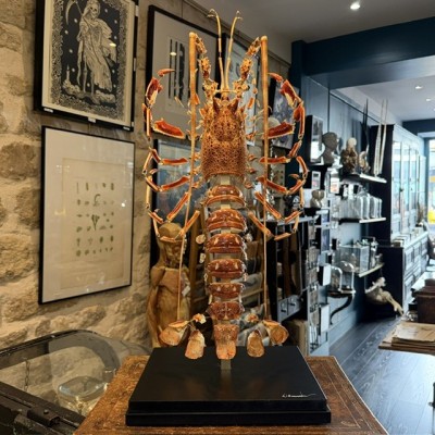 Langouste Royale de Bretagne - Eclaté à la Beauchêne sous vitrine