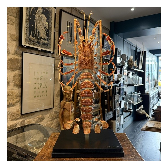 Langouste Royale de Bretagne - Eclaté à la Beauchêne sous vitrine