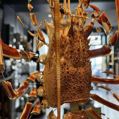 Langouste Royale de Bretagne - Eclaté à la Beauchêne sous vitrine