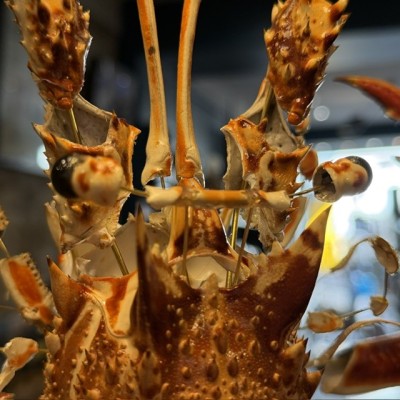 Royal spiny lobster - Beauchêne explosion style under glass