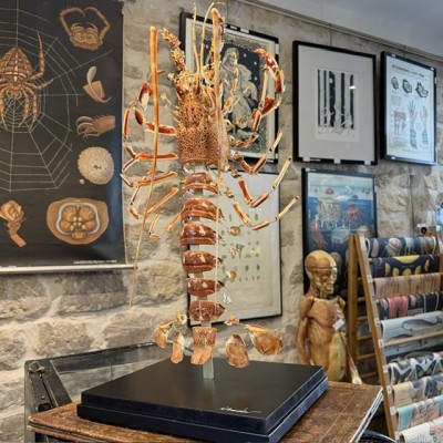 Langouste Royale de Bretagne - Eclaté à la Beauchêne sous vitrine
