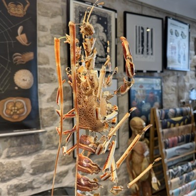 Langouste Royale de Bretagne - Eclaté à la Beauchêne sous vitrine