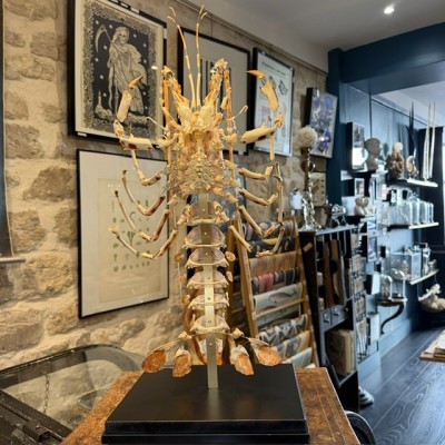 Langouste Royale de Bretagne - Eclaté à la Beauchêne sous vitrine