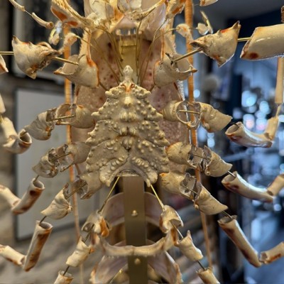 Langouste Royale de Bretagne - Eclaté à la Beauchêne sous vitrine