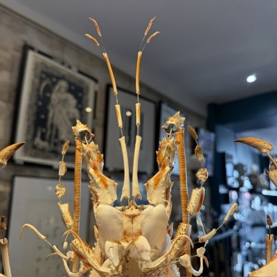 Royal spiny lobster - Beauchêne explosion style under glass