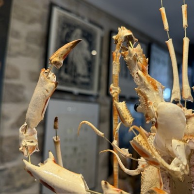 Langouste Royale de Bretagne - Eclaté à la Beauchêne sous vitrine