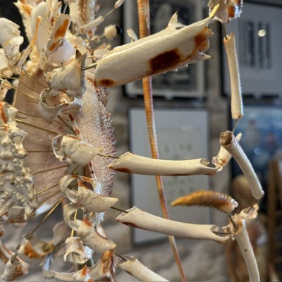 Langouste Royale de Bretagne - Eclaté à la Beauchêne sous vitrine