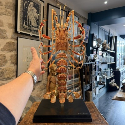 Royal spiny lobster - Beauchêne explosion style under glass