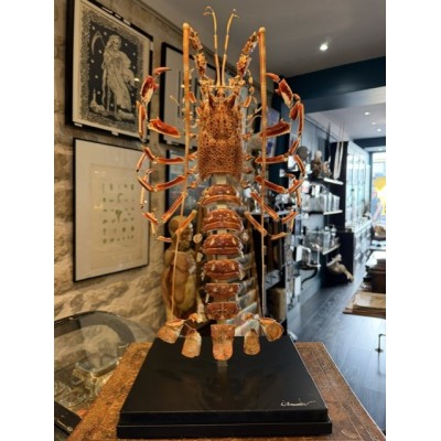 Royal spiny lobster - Beauchêne explosion style under glass