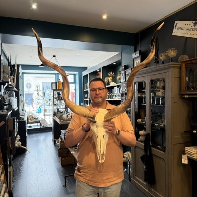 Polished Greater Kudu Skull - South African Antelope - Wall Trophy