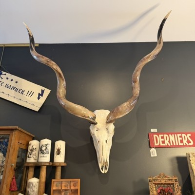 Polished Greater Kudu Skull - South African Antelope - Wall Trophy