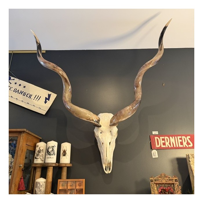 Polished Greater Kudu Skull - South African Antelope - Wall Trophy