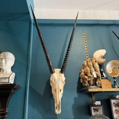 Crâne d'Oryx poli - Oryx gazella d'Afrique du Sud - Trophée mural