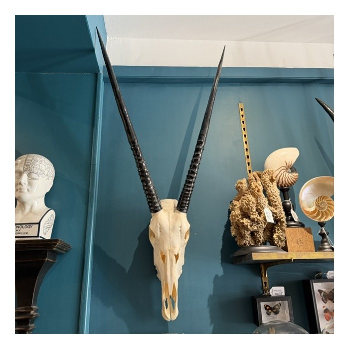 Polished Oryx Skull - South African Oryx gazella - Wall Trophy