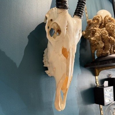 Polished Oryx Skull - South African Oryx gazella - Wall Trophy