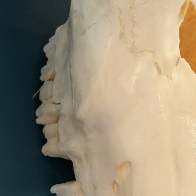 Polished Oryx Skull - South African Oryx gazella - Wall Trophy