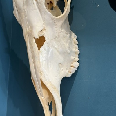 Polished Oryx Skull - South African Oryx gazella - Wall Trophy